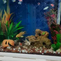 آکواریوم ماهیان گیاهخوار ۶۰×۵۵×۳۵|ماهی|خرمآباد, |دیوار