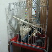 قفس مخصوص گرینجیک عروس