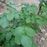 نیاز مند وام ازدواج هستم