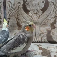 فروش عروس هلندی