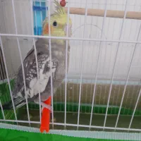 عروس هلندی|پرنده|تربتحیدریه, فتح المبین|دیوار