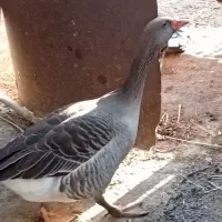 غاز نر|حیوانات مزرعه|خرمشهر, |دیوار