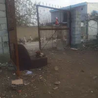 قوغاز|حیوانات مزرعه|سیجوال, |دیوار