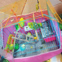 فروش مرغ عشق|پرنده|شادگان, |دیوار