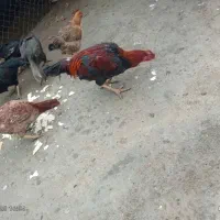 مرغ و خروس لاری