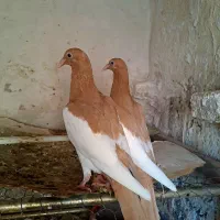 کبوتر یهودی(جوجه)|پرنده|تربت جام, عیدی آباد|دیوار