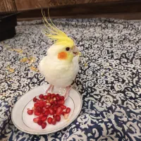 عروس هلندی لوتینوسخنگوباقفس و تمام وسایل