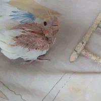 جوجه عروس هلندی دستی