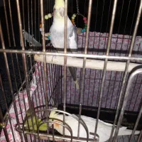 عروس هلندی مولد|پرنده|فرخ‌شهر, |دیوار