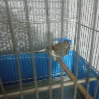 قناری بخون|پرنده|قرچک, میرزائی شمالی|دیوار