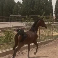 اهورا کره عقاب نوری سه ساله