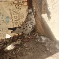 کبوتر