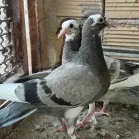 جوجه کبوتر