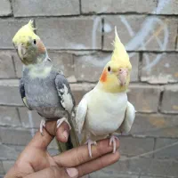 دوتا عروس هلندی ماده