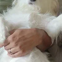 واگذاری شیتزو پامر