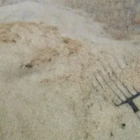 کاه گندم دیم