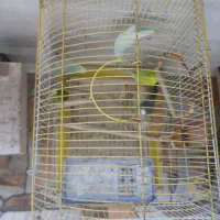 مرغ عشق|پرنده|اهواز, کوی پلیس|دیوار