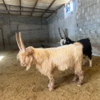 تکه جلو‌ رو