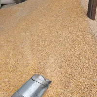 فروش ذرت . جو . سبوس.  انواع کنسانتره