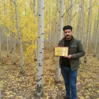 صنوبر ارومیه، رشد سریع و مقاوم به سرمای غرب کشور|خدمات باغبانی و درختکاری|ارومیه, |دیوار