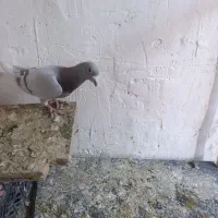 کبوتر آلمانی