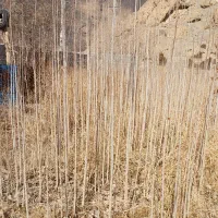 نهال صنوبر ۱۵ ت|حراج|بختگان, |دیوار