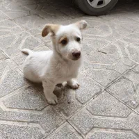 سگ پاکوتاه زرنگ و باهوش