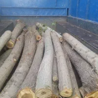 درخت بری|خدمات باغبانی و درختکاری|مشگین شهر, |دیوار