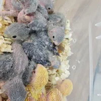 جوجه طوطی برزیلی سرلاکی