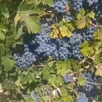 نهال انگور از تولید کننده خرید کنید