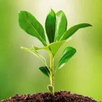 راهنمایی میخوام واسه گیاه