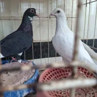 پلاکی و حبشی
