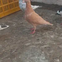 کبوتر