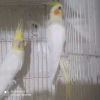 عروس هلندی|پرنده|گرگان, |دیوار