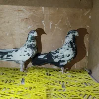 کبوتر. سینه ذغالی. پشت دار. سرخ پرش بالا