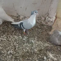 لایه کاکلی|پرنده|مشهد, خین عرب|دیوار