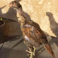 مرغ و جوجه لاری انگلیسی و هندی