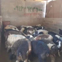 گوسفند زنده