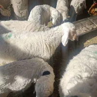 فروش بره و بزغاله نژاد خوب گوشتی|حیوانات مزرعه|زابل, |دیوار