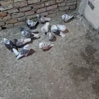 کفتر|پرنده|جوادآباد, |دیوار