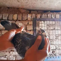 قره سبز