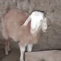 تعداد ۴بزجوان و۱پیر|حیوانات مزرعه|قهستان, |دیوار