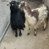 2عدد بز آبستن|حیوانات مزرعه|کاشان, لتحر|دیوار