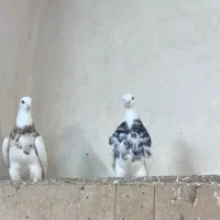 کفتر طوقی هفت رنگ|پرنده|مشهد, هفده شهریور|دیوار