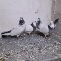 سلام درود بر شما عشق بازان ۴ عدد کبوتر ناب.|پرنده|کبودرآهنگ, |دیوار