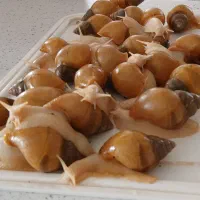 حلزون آچانیتا آلینو|خزنده|تهران, بهمن یار|دیوار