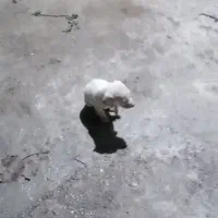 واگذاری چند عددطوله سگ