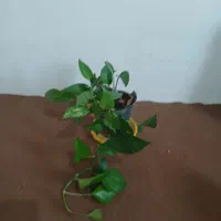 پتوس سبز