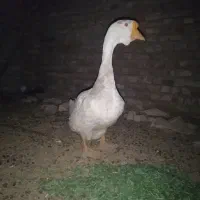 لباس ورزشی با طرح قو  سفید