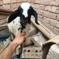 بره.میش.بیگ.بز